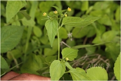 Galinsoga parviflora